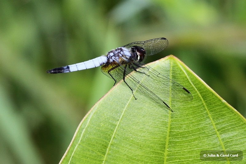 J01_2050 Aethriamanta gracilis.JPG